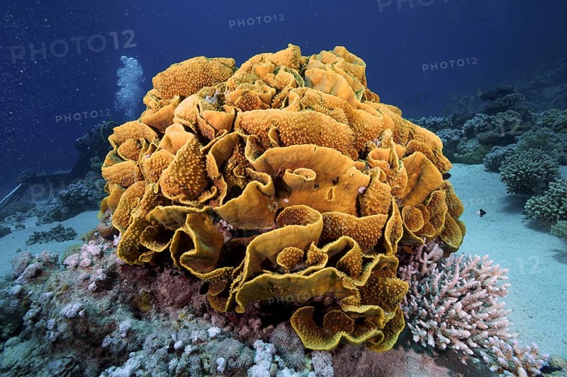 Yellow scroll coral (Turbinaria reniformis), dive site Marsa Shona Reef, Egypt, Red Sea, Africa