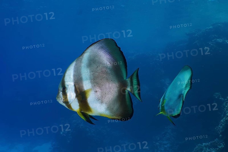 Orbicular batfish (Platax orbicularis), dive site Abu Dabab, El Naba, Marsa Alam, Egypt, Red Sea, Africa