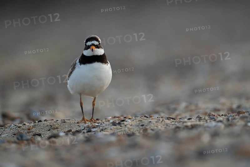 Ringed plover (Charadrius hiaticula) adult bird on a shingle beach, Suffolk, England, United Kingdom, Europe