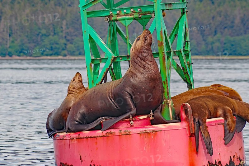 Sea lions on a buoy, Juneau, Inside Passage, Alaska, USA, North America