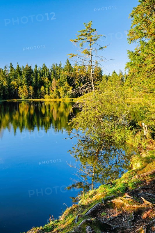 Spruce and pine forest along the lakeshore of the quiet Étang de la Gruère reflected in the water of the moor lake, Canton Jura, Switzerland, Europe