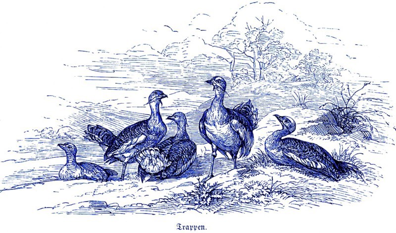 Bustards (Otididae) or Bustard Geese, Hubertus Hunting and Hunting Scenes, Wild Animals, Group, Nature, historical illustration c. 1860
