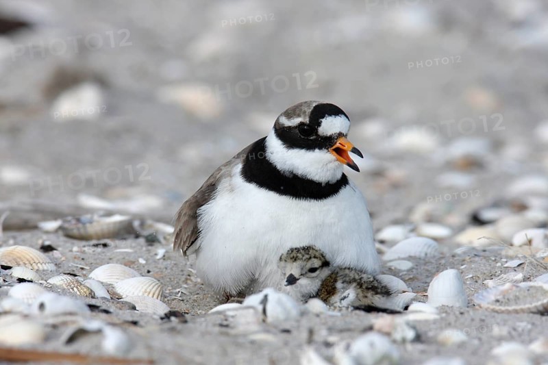 Little Ringed Plover (Charadrius hiaticula), adult bird on the clutch of eggs, Lower Saxony Wadden Sea National Park, East Frisian Islands, Lower Saxony, Germany, Europe