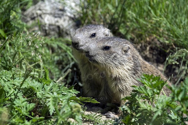 Two curious young Alpine marmots (Marmota marmota) at entrance of burrow, Gran Paradiso National Park, Italian Alps, Italy, Europe