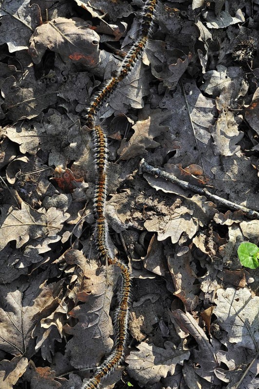 Pine processionary (Thaumetopoea pityocampa) moth caterpillars (Traumatocampa pityocampa) following each other in a long, head to tail procession on the forest floor