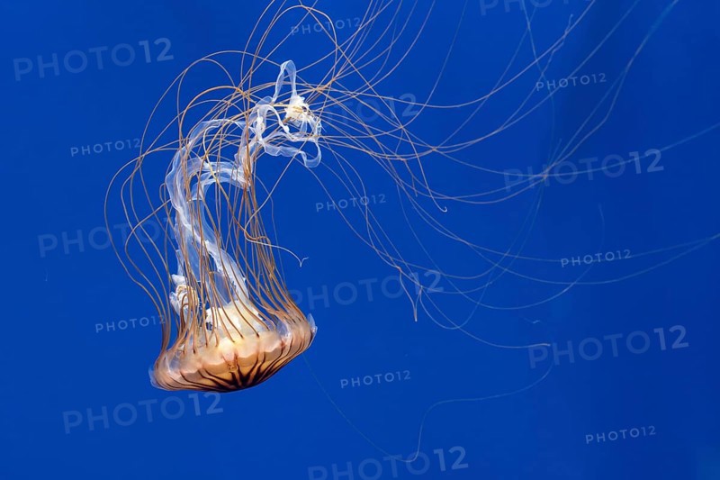 Japanese sea nettle (Chrysaora pacifica) jellyfish swimming underwater showing long trailing tentacles