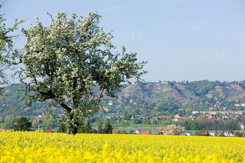 Radebeul, vineyards