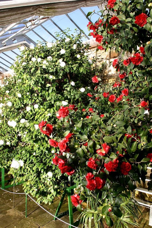 Camellia Castle Königsbrück