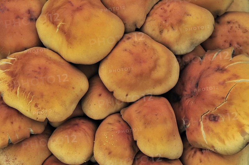 Sulphur tuft fungus, sulfur tuft, clustered woodlover (Hypholoma fasciculare) (Psilocybe fascicularis) clustered in forest in autumn