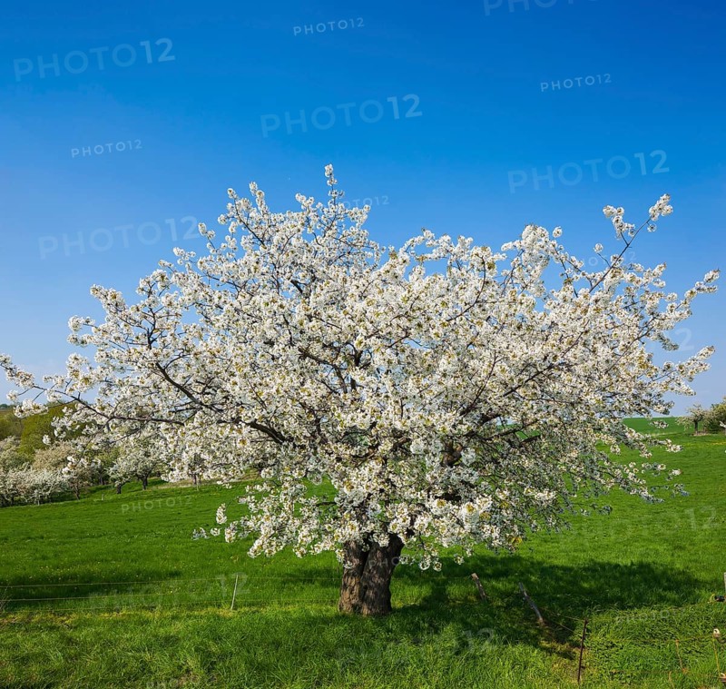 Spring in a carp tavern near Meissen