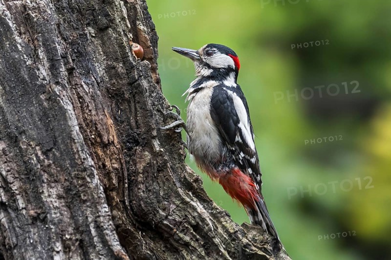 Great spotted woodpecker (Dendrocopos major), greater spotted woodpecker male hammering on hazelnut wedged in crack of tree stump