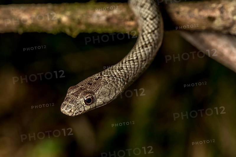 Poison snake (Ithycyphus miniatus), Marojejy National Park, Madagascar, Africa