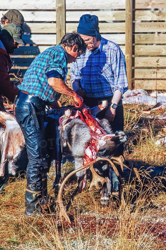 Slaughter of a reindeer bull by Sami people in Lapland in north of Sweden, Kvikkjokk, Lapland, Sweden, Europe