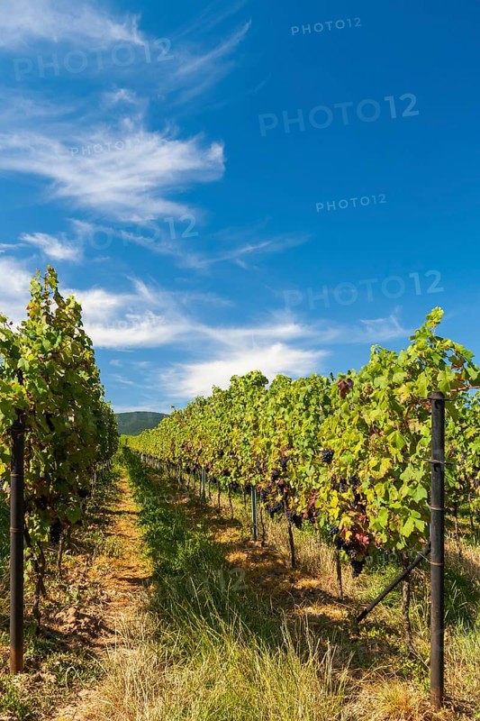 Wine field, rows of vines, summer, Southern Palatinate, Palatinate, Rhineland-Palatinate, Germany, Europe