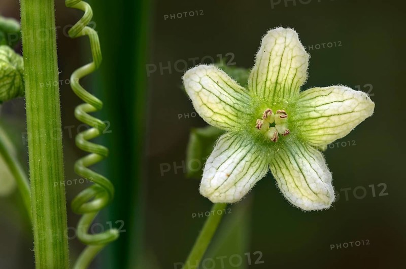 Bryonia cretica dioica, red bryony, red bryony, dioecious bryony, cucurbits, white bryony, red bryony (Bryonia cretica) in flower