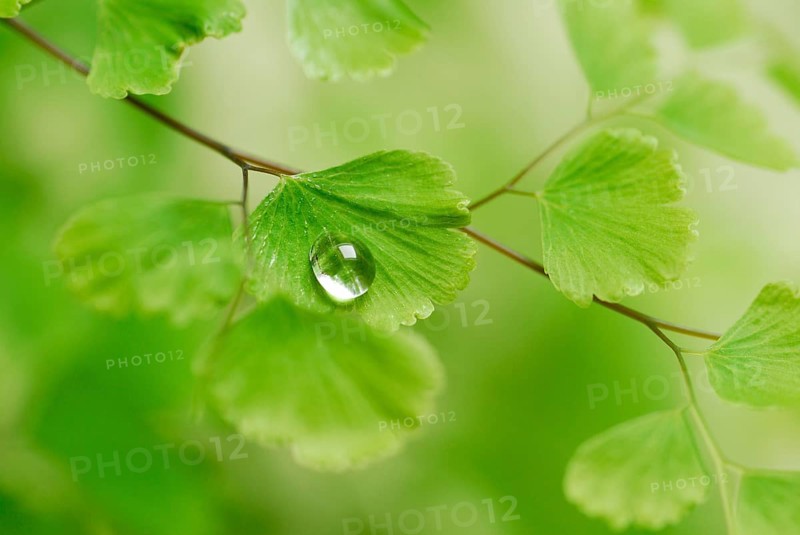 Water drops on lady hair fern (Adiantum raddianum)
