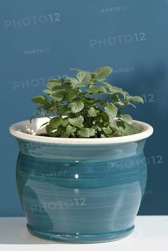 Spearmint in a clinopodium (Calamintha)