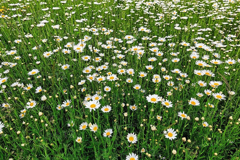 Flowering camomile in the monastery garden, background picture, Dalheim Monastery, State Museum of Monastic Culture, Lichtenau, Paderborn, Teutoburg Forest Egge Mountains nature park Park, Germany, Europe