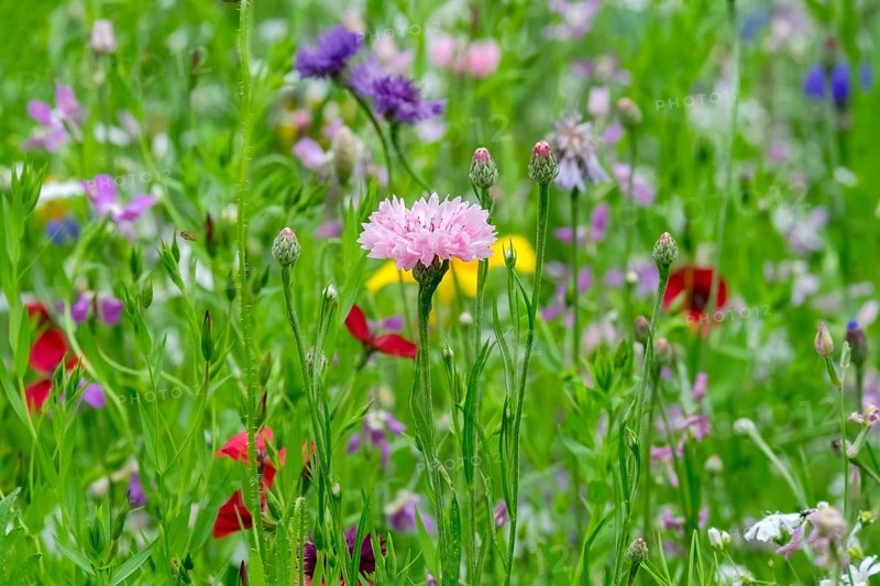 Colourful flower meadow, Münsterland, North Rhine-Westphalia, Germany, Europe