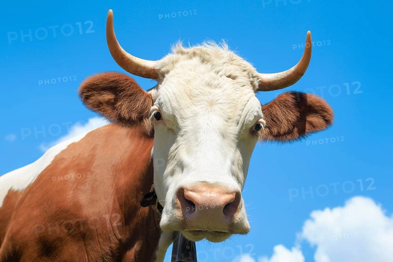 Portrait of Simmental cattle against a blue sky, Bernese Oberland, Switzerland, Europe