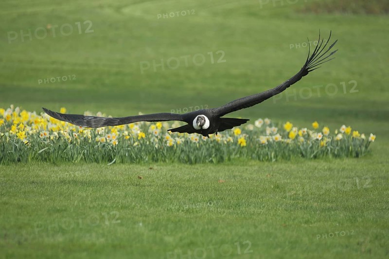 Andean condor (Vultur gryphus), flight, ground, flower meadow, new world vulture (Cathartidae), vultures, hawk-like, Accipitridae, birds of prey (falconiformes), raptors, birds of prey, bird, animal, vertebrate, captive