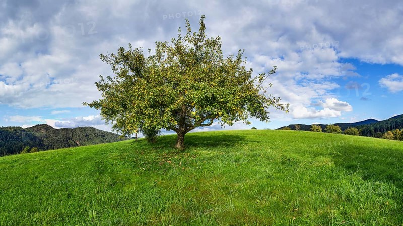 European wild apple (Malus sylvestris) with partly yellow leaves in autumn in Zell am Harmersbach, Ortenaukreis, Baden-Württemberg, Germany, Europe