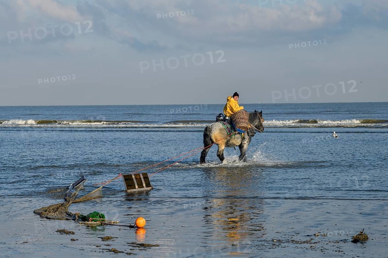 Horse fishermen with his trawl net catching Brown shrimp (Crangon crangon), Koksijde, North Sea coast, province of West Flanders, Belgium, Europe