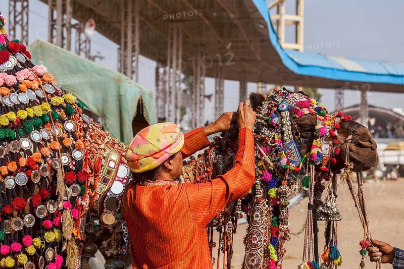 PUSHKAR, INDIA, NOVEMBER 22, 2012: Man decorating his camel for camel decoration contest at Pushkar camel fair (Pushkar Mela), annual five-day camel and livestock fair, one of the world's largest camel fairs and tourist attraction