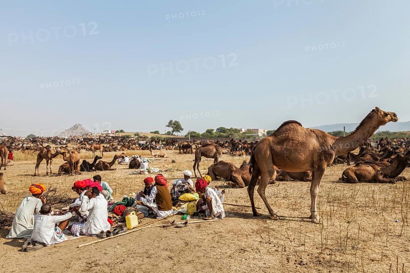 PUSHKAR, INDIA, NOVEMBER 21, 2012: Indian men and camels at Pushkar camel fair (Pushkar Mela), annual five-day camel and livestock fair, one of the world's largest camel fairs and tourist attraction