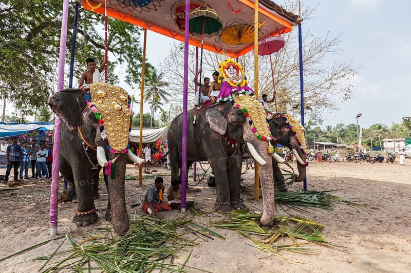 KOCHI, INDIA, FEBRUARY 24, 2013: Decorated elephants with brahmins (priests) in Hindu temple at temple festival. There about 550 domesticated elephants in Kerala state