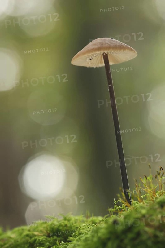 Long-stemmed garlic swallow, Stringy-stemmed garlic swallow, Bokehs, Stem, long, thin, Schwindlinge, Schwindling, Marasmius, Ritterlingsartige, Tricholomataceae, Blätterpilze (Agaricales), Leaf fungus, Stand fungus, Mushroom (Marasmius alliaceus), Idstein, Taunus, Hesse, Germany, Europe