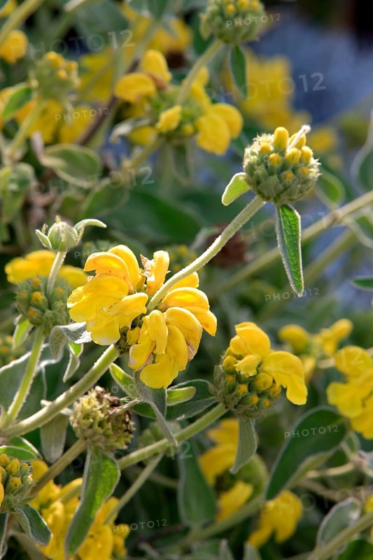 Jerusalem sage (Phlomis fruticosa), Crete, Greece, Europe