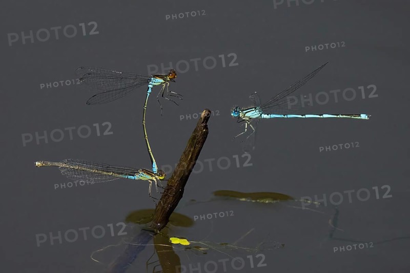 Small red-eyed damselfly (Erythromma viridulum), male and female on deadwood, Cupwinged Dragonfly (Erythromma lindenii) approaching, Hesse, Germany, Europe