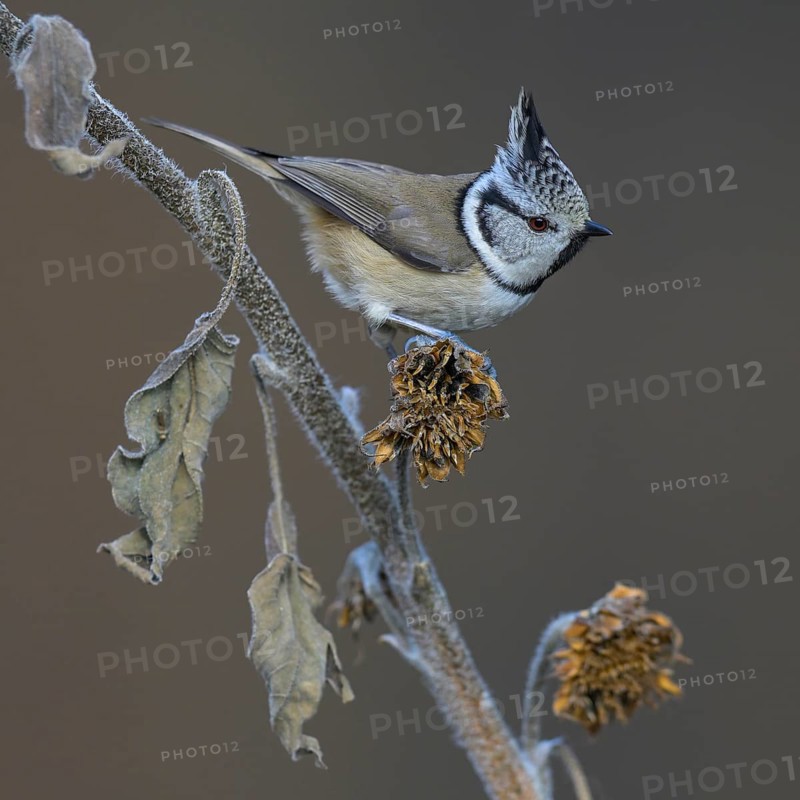 Crested Tit (Lophophanes cristatus), on sunflower stalk, Biosphere Reserve, Swabian Alb, Baden-Württemberg, Germany, Europe