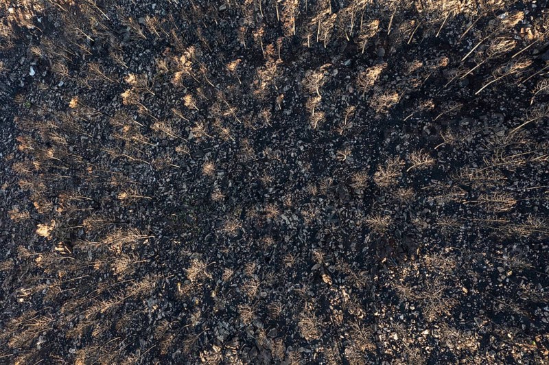 Burned Stone or Umbrella Pines (Pinus pinea) after a forest fire, aerial view, drone shot, Sierra Bermeja, Málaga Province, Andalusia, Spain, Europe