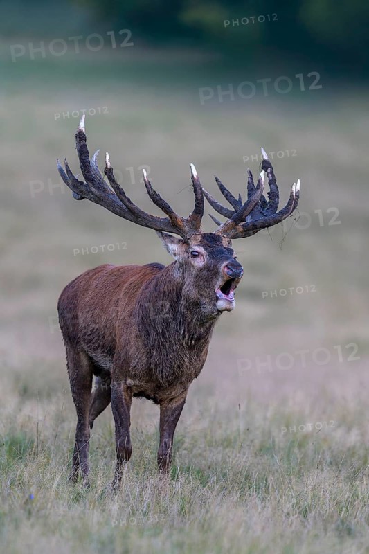 Red deer (Cervus elaphus), roaring with mud in antlers after wallowing stands in a meadow, Zealand, Denmark, Europe