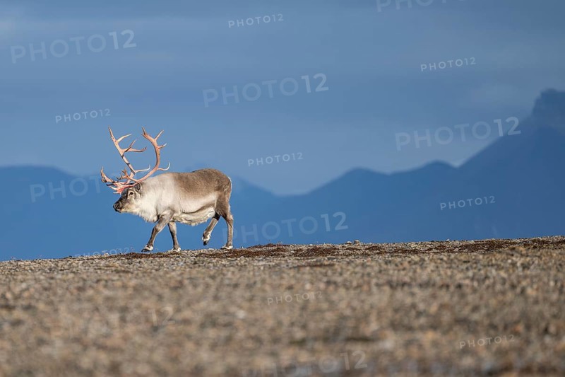 Svalbard Reindeer (Rangifer tarandus platyrhynchus), male, bull with blood-red antlers, tundra in autumn, Kapp Wijk, Svalbard, Norway, Europe