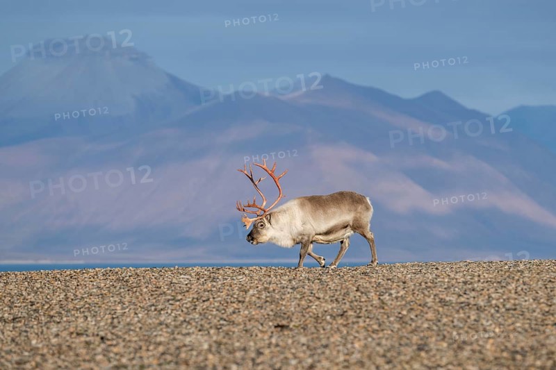 Svalbard Reindeer (Rangifer tarandus platyrhynchus), male, bull with blood-red antlers, tundra in autumn, Kapp Wijk, Svalbard, Norway, Europe