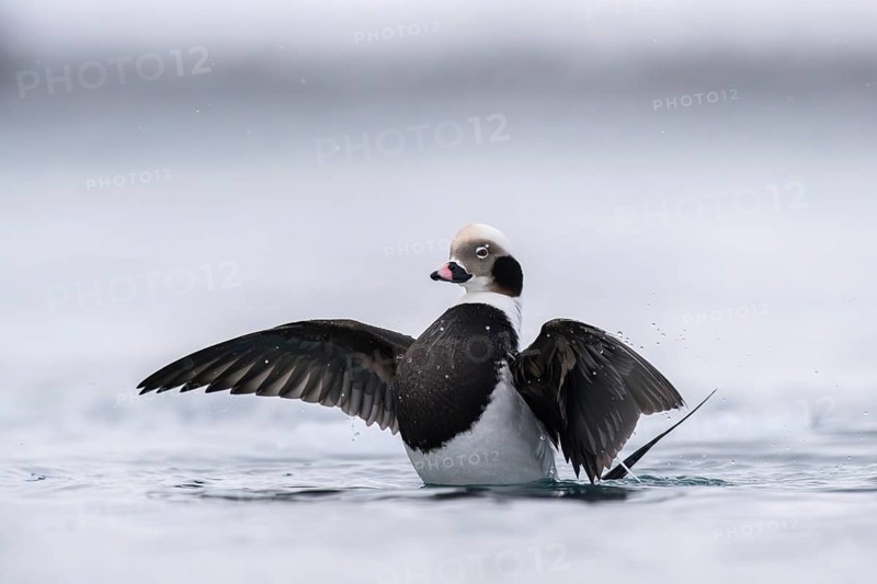 Long-tailed duck (Clangula hyemalis), male in splendid plumage with outstretched wings, Batsfjord, Båtsfjord, Varanger Peninsula, Finnmark, Northern Norway, Norway, Europe