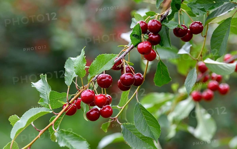 Cherries on a cherry tree, Mösbach, Black Forest, Ortenau district, Baden-Württemberg, Germany, Europe