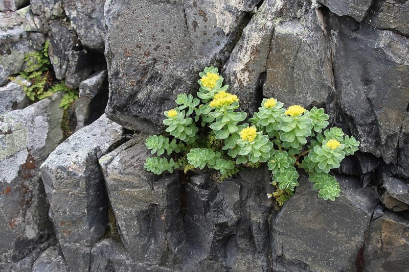 Goldmoss stonecrop (Sedum acre) flowers on a rock in the tundra, Lapland, Northern Norway, Norway, Scandinavia, Europe