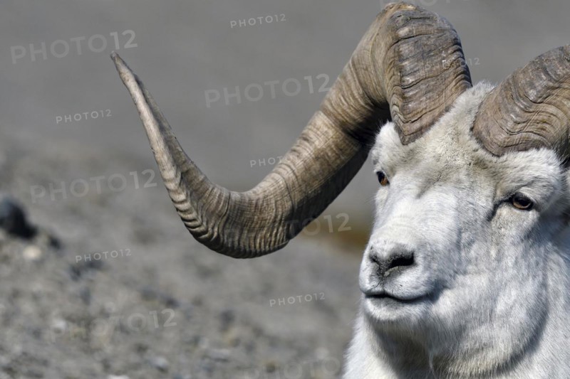 Dall sheep (Ovis dalli) or dall sheep, here a ram, detailed view, Sheep Mountain, Yukon Territory, Canada, North America