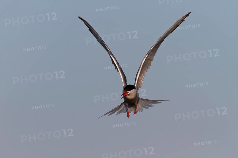 Common Tern (Sterna hirundo), flight study, animal in flight, Lower Saxon Wadden Sea National Park, East Frisian Islands, Lower Saxony, Germany, Europe