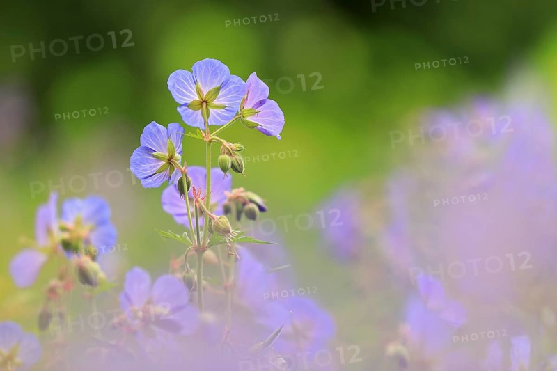 Cranesbill (Geranium wallichianum), Geraniaceae, Göggingen, Baden-Württemberg, Germany, Europe