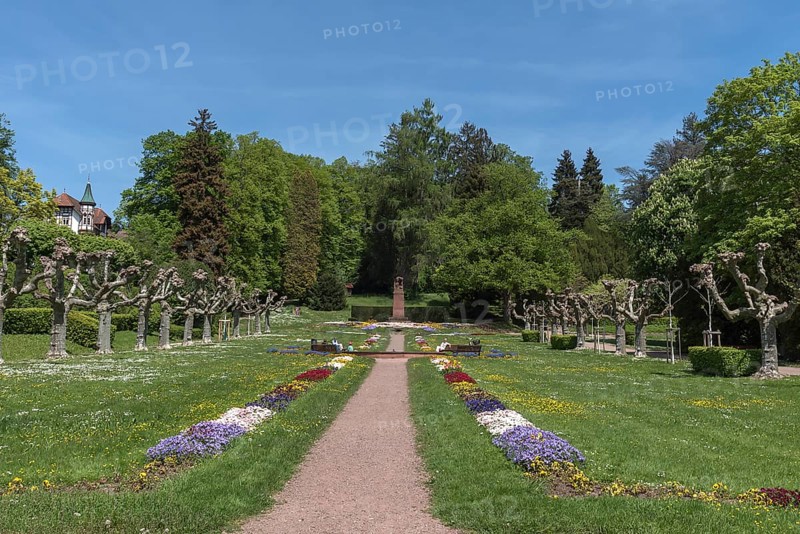 City garden with plane tree avenue (Platanus), Emmendingen, Baden-Württemberf, Germany, Europe