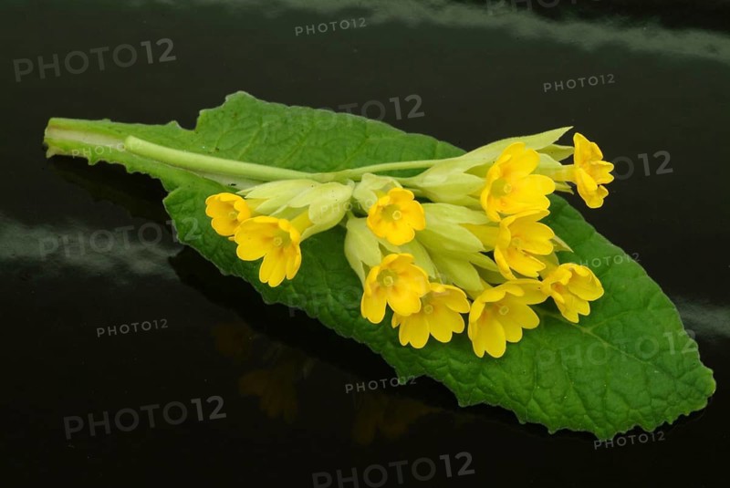 Common cowslip (Primula officinalis), cowslip, apothecary primrose, medicinal plant, flowers
