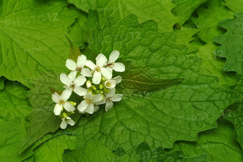 Garlic rue, garlic rue, medicinal plant, seasoning plant, spice, herb, wild plant, medicinal use, Allaria officinalis, Alliaria comune