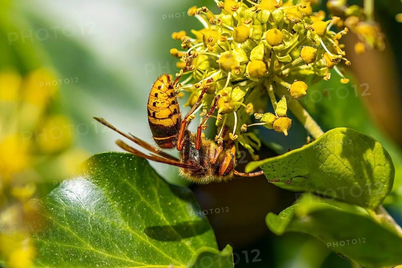 European hornet (Vespa crabro), close-up, Lower Austria, Austria, Europe