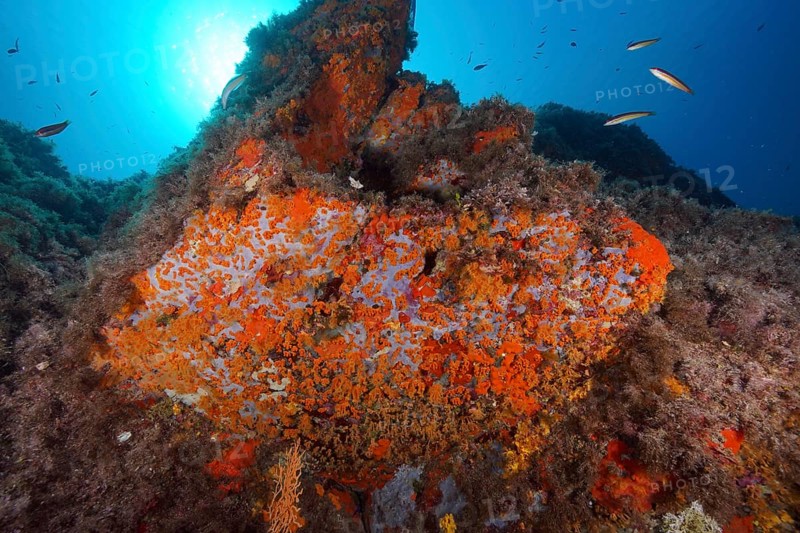 Yellow cluster anemone (Parazoanthus axinellae) and orange upholstery sponge (Reniera fulva) in the Mediterranean near Hyères. Backlight. Dive site peninsula Giens, Côte dAzur, France, Europe