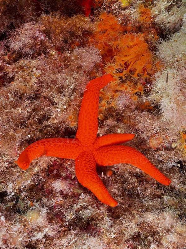 Mediterranean red sea star (Echinaster sepositus) in the Mediterranean Sea near Hyères. Dive site marine reserve Port Cros, Côte dAzur, France, Europe